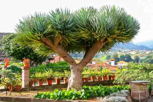 What Are the Health Benefits of Dracaena Extract?